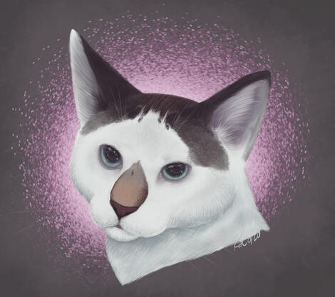 Pet Portraits